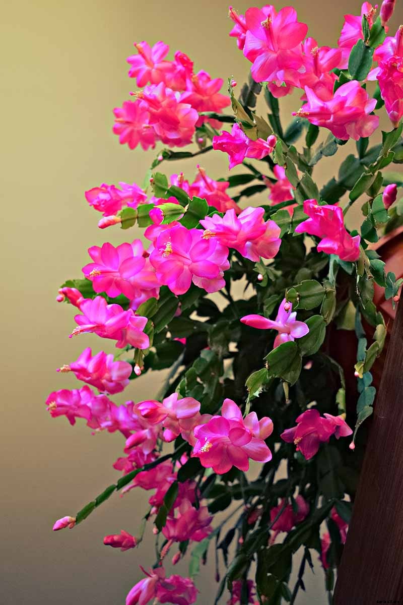 What To Do About Woody Stems on Your Christmas Cactus