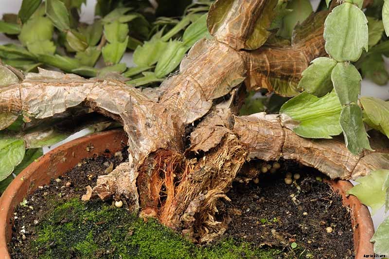 What To Do About Woody Stems on Your Christmas Cactus