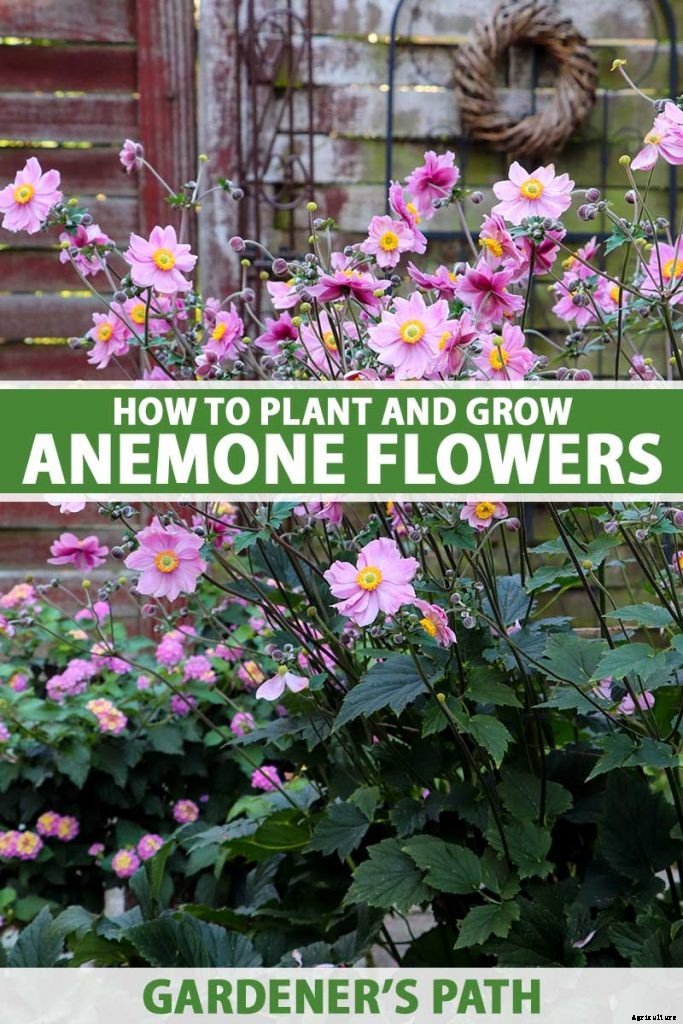 How to Plant and Grow Anemone Flowers