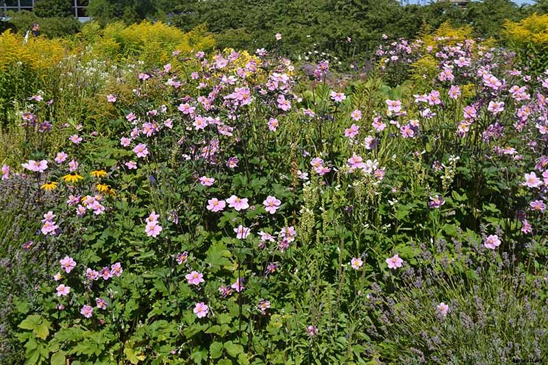 How to Plant and Grow Anemone Flowers