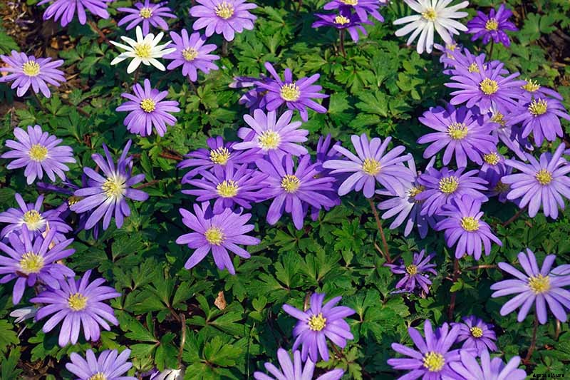 How to Plant and Grow Anemone Flowers
