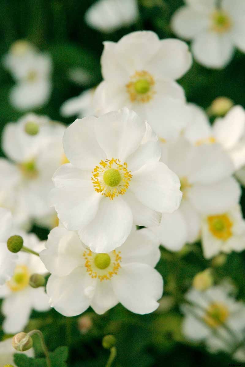 How to Plant and Grow Anemone Flowers