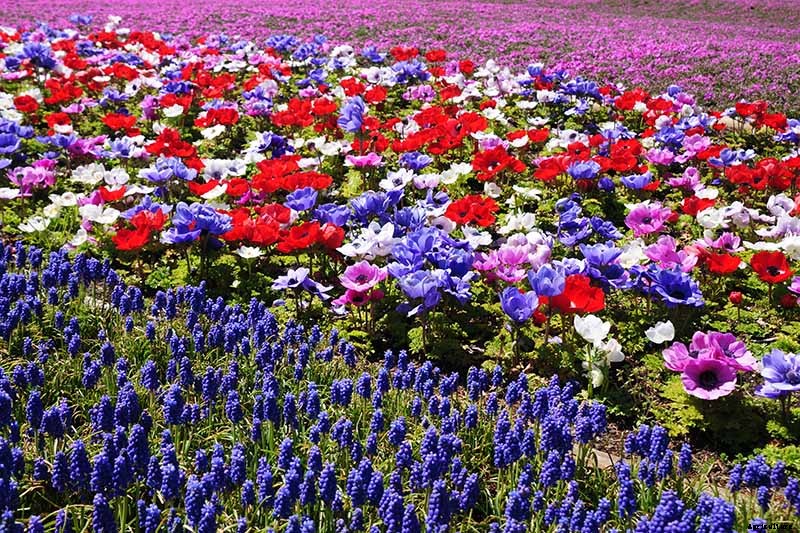 How to Plant and Grow Anemone Flowers