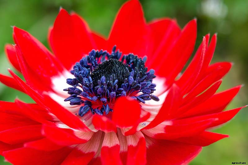 How to Plant and Grow Anemone Flowers