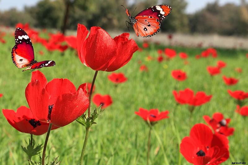 How to Plant and Grow Anemone Flowers