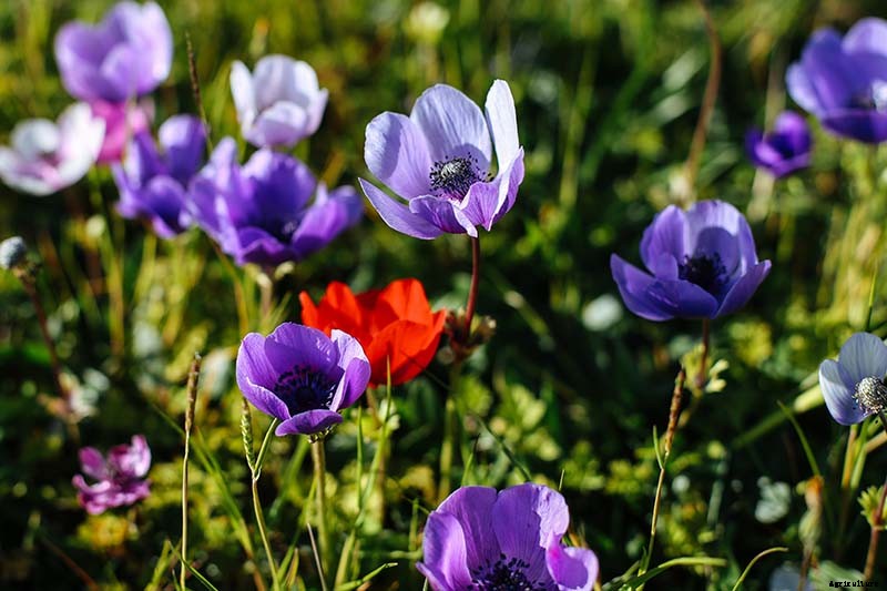 How to Plant and Grow Anemone Flowers