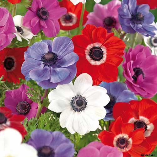 How to Plant and Grow Anemone Flowers
