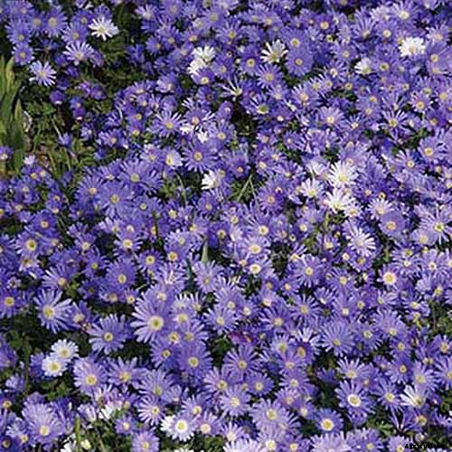 How to Plant and Grow Anemone Flowers