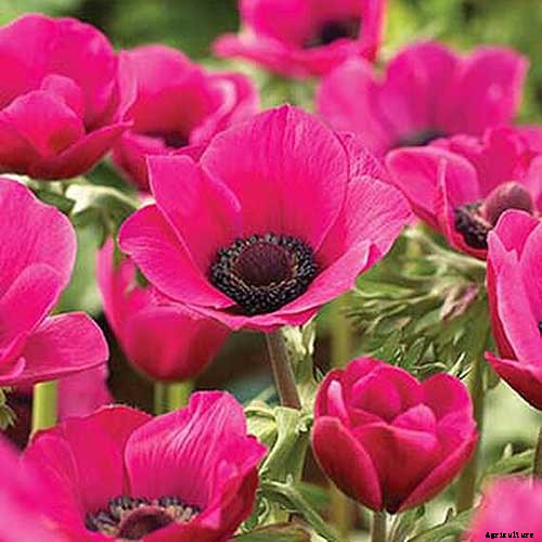 How to Plant and Grow Anemone Flowers