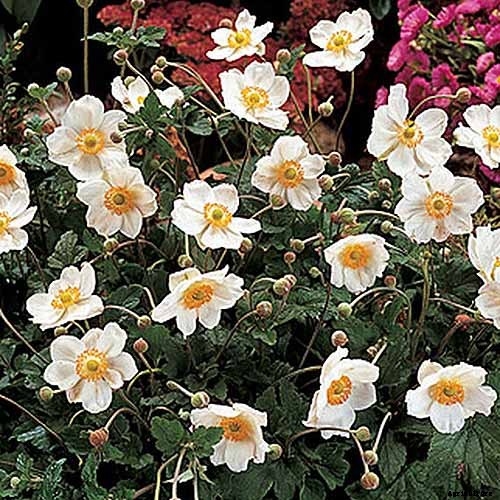 How to Plant and Grow Anemone Flowers