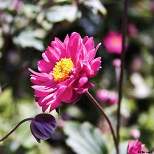 How to Plant and Grow Anemone Flowers