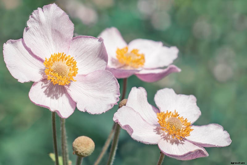 How to Plant and Grow Anemone Flowers
