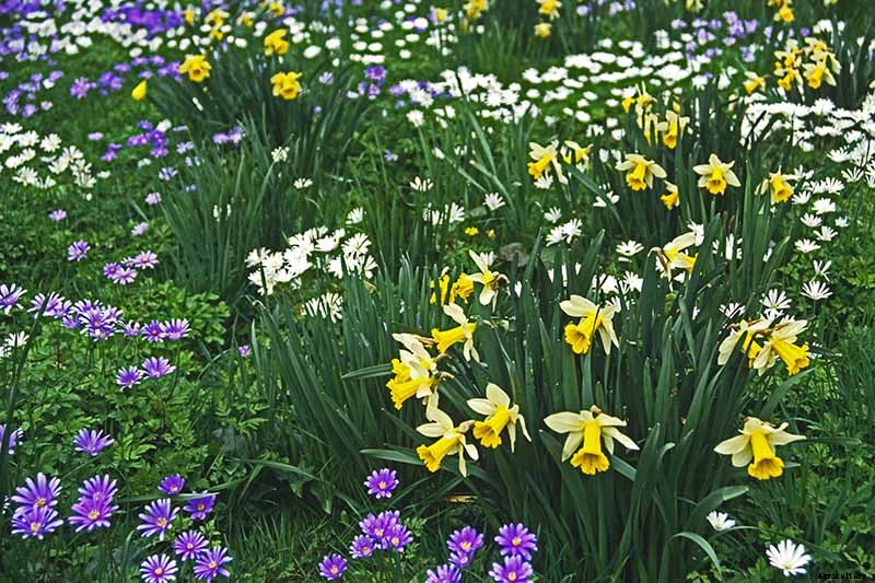 How to Plant and Grow Anemone Flowers