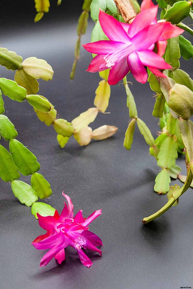 Why Is My Christmas Cactus Turning Yellow?