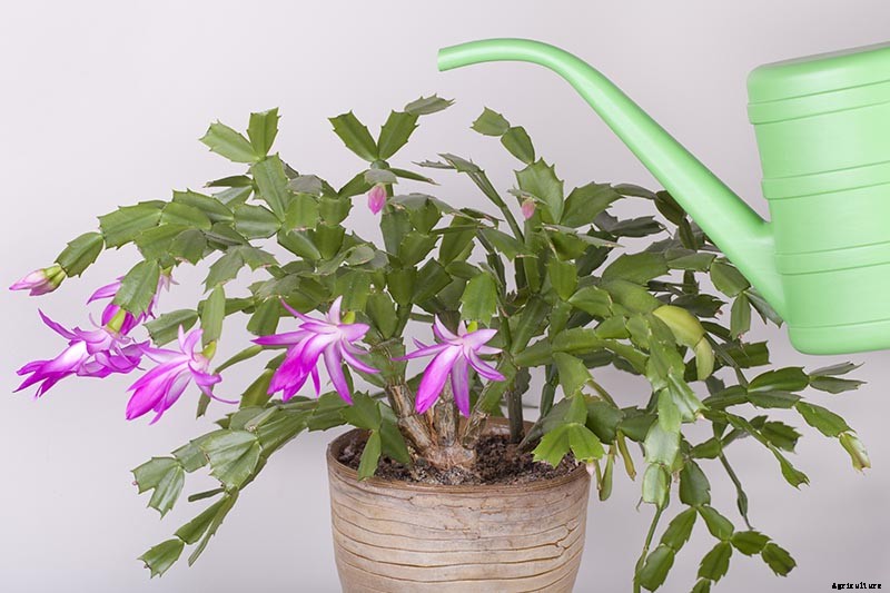 Why Is My Christmas Cactus Turning Yellow?