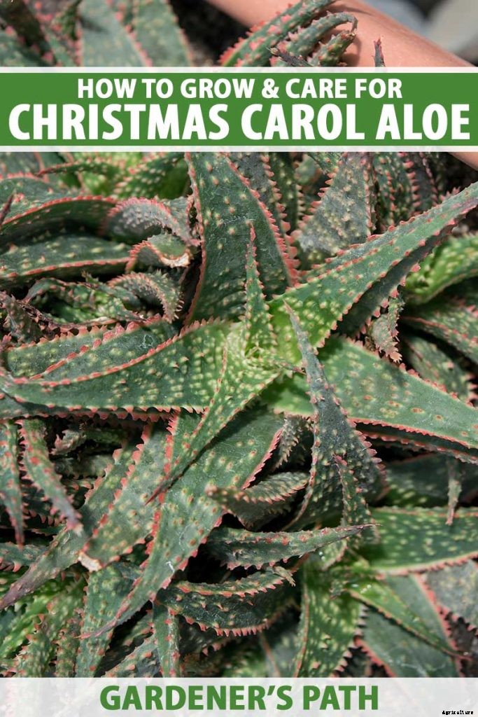 How to Grow Christmas Carol Aloe: Anti-Sting and Makes You Sing!