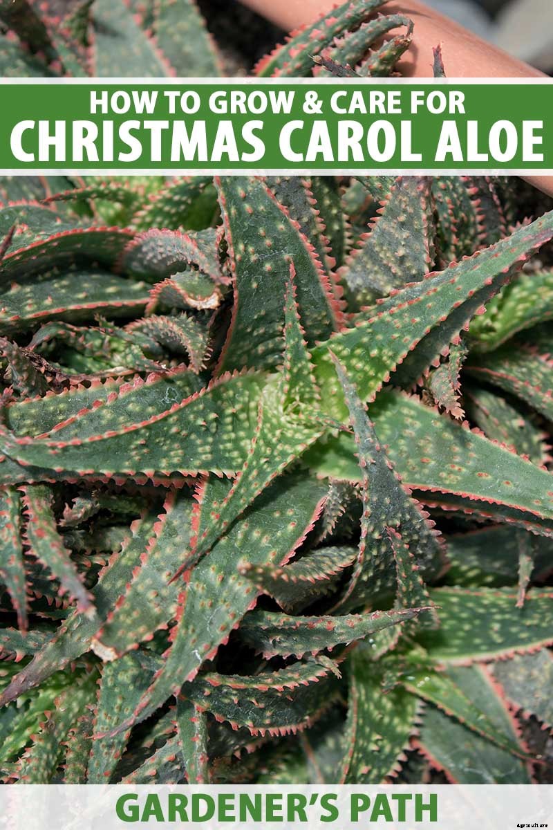 How to Grow Christmas Carol Aloe: Anti-Sting and Makes You Sing!