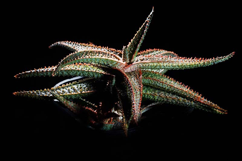 How to Grow Christmas Carol Aloe: Anti-Sting and Makes You Sing!