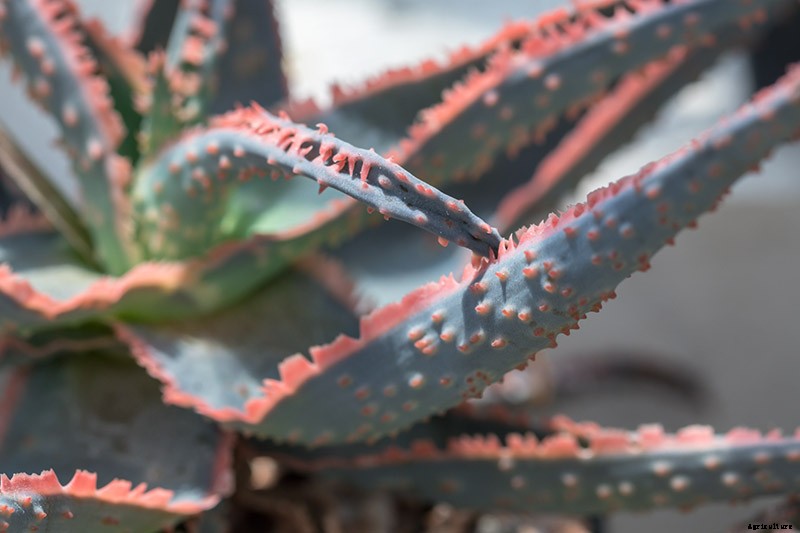 How to Grow Christmas Carol Aloe: Anti-Sting and Makes You Sing!