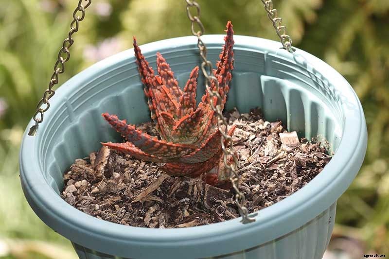 How to Grow Christmas Carol Aloe: Anti-Sting and Makes You Sing!