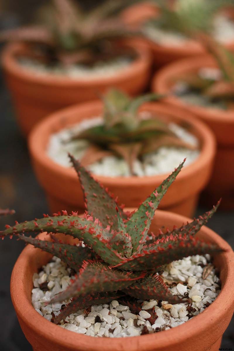 How to Grow Christmas Carol Aloe: Anti-Sting and Makes You Sing!