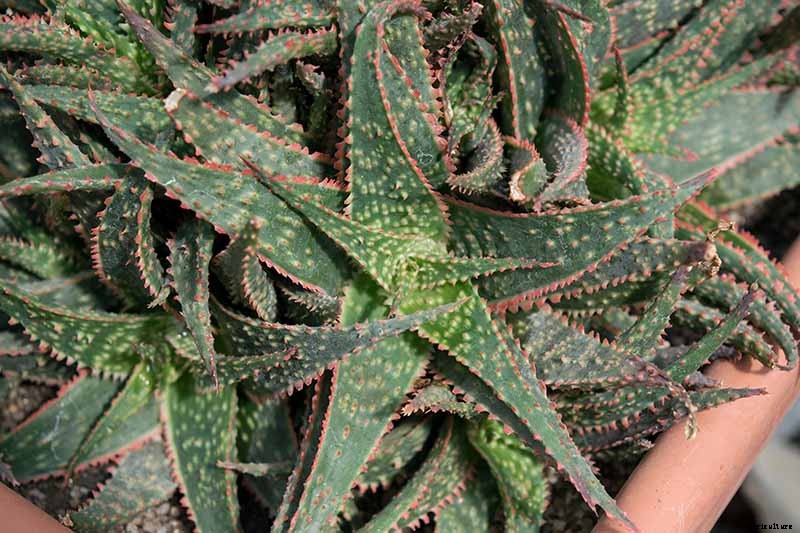 How to Grow Christmas Carol Aloe: Anti-Sting and Makes You Sing!