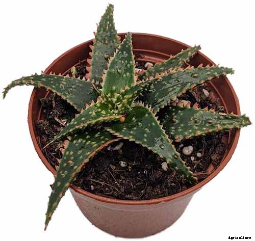 How to Grow Christmas Carol Aloe: Anti-Sting and Makes You Sing!