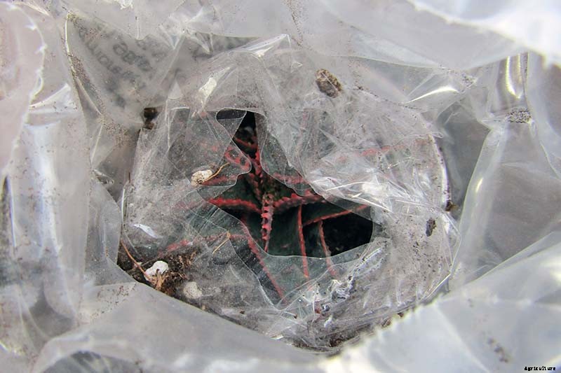 How to Grow Christmas Carol Aloe: Anti-Sting and Makes You Sing!