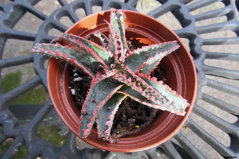How to Grow Christmas Carol Aloe: Anti-Sting and Makes You Sing!
