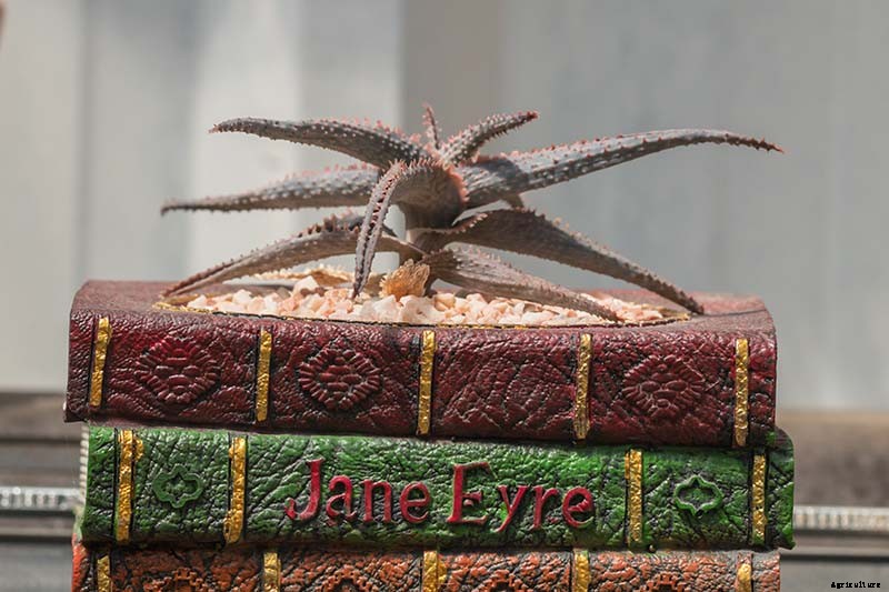 How to Grow Christmas Carol Aloe: Anti-Sting and Makes You Sing!