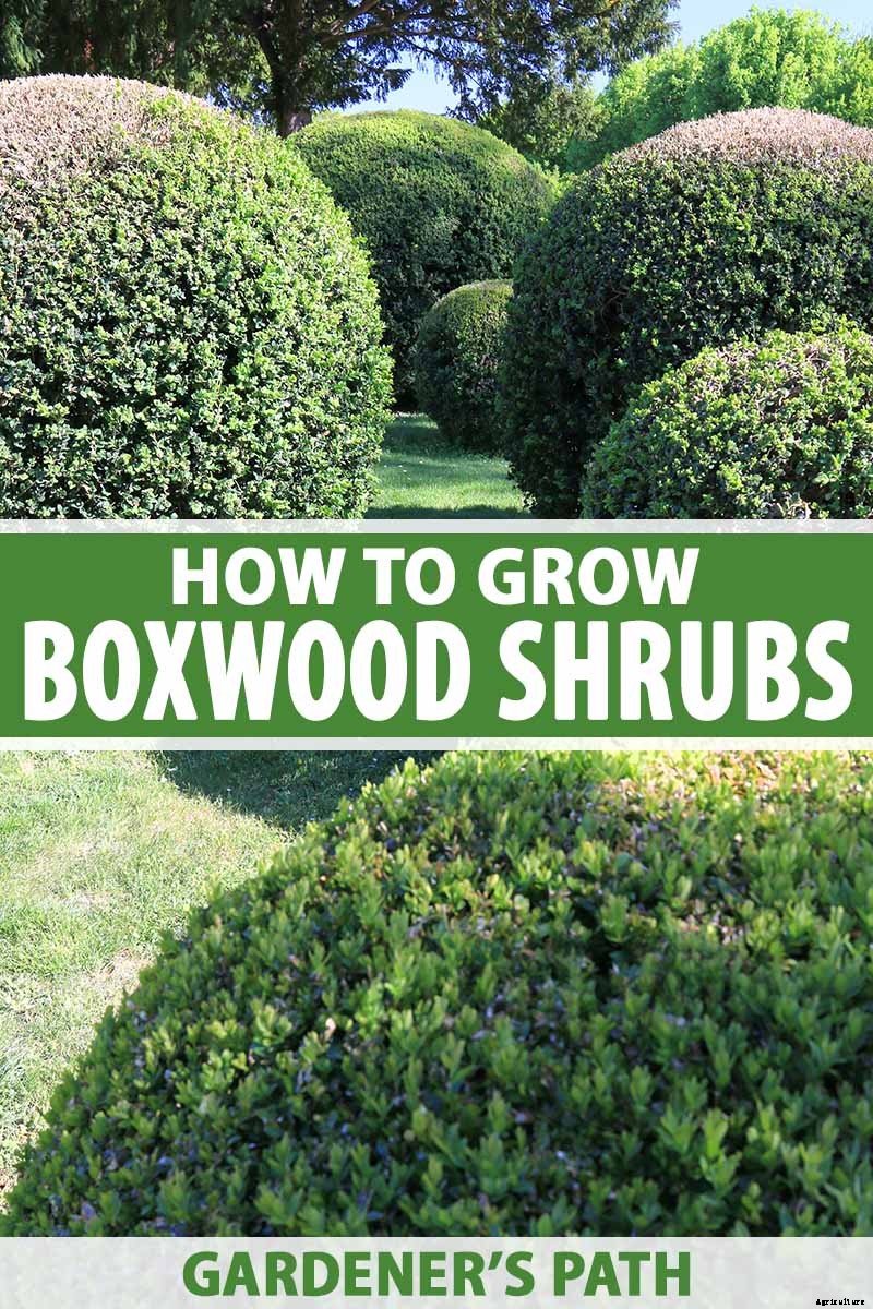 How to Grow and Care for Boxwood Shrubs