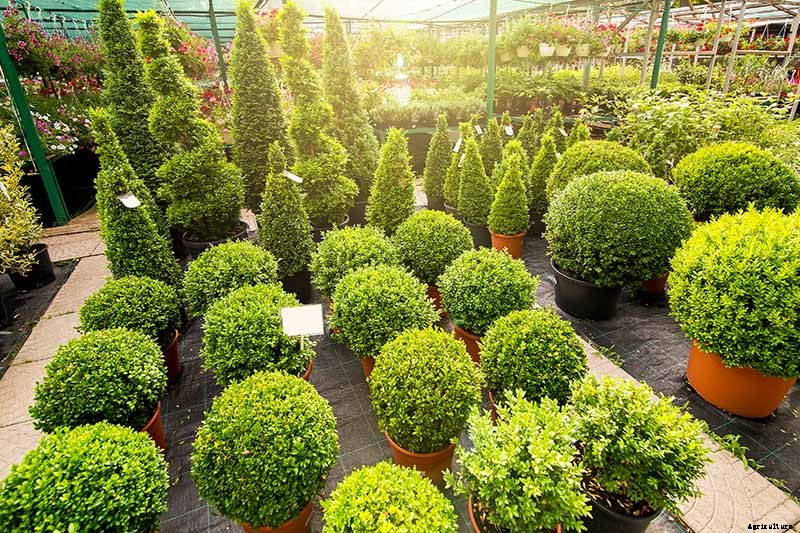 How to Grow and Care for Boxwood Shrubs