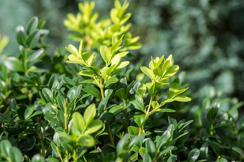 How to Grow and Care for Boxwood Shrubs