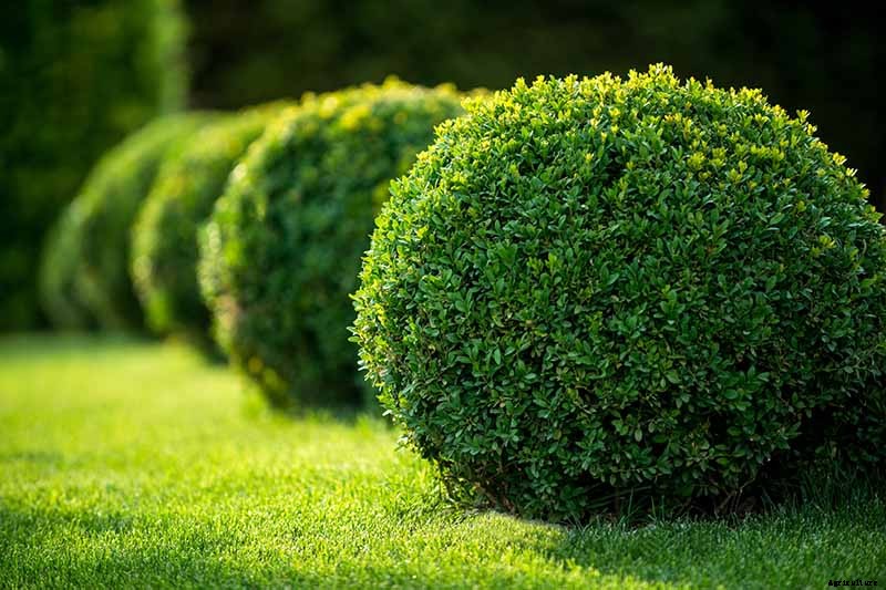 How to Grow and Care for Boxwood Shrubs