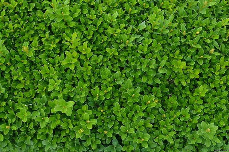 How to Grow and Care for Boxwood Shrubs