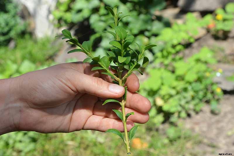 How to Grow and Care for Boxwood Shrubs