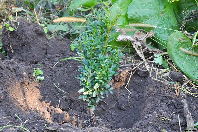 How to Grow and Care for Boxwood Shrubs