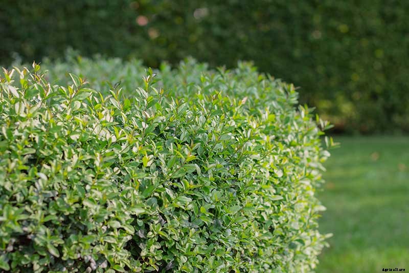 How to Grow and Care for Boxwood Shrubs