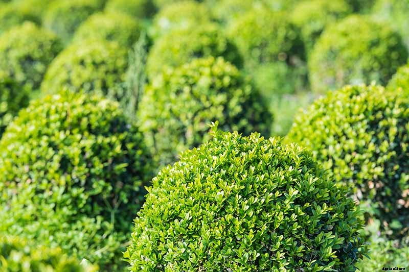 How to Grow and Care for Boxwood Shrubs