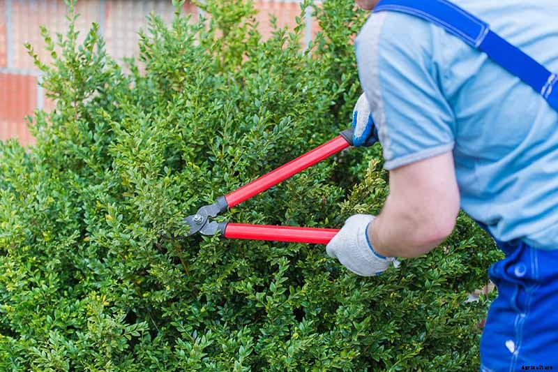 How to Grow and Care for Boxwood Shrubs