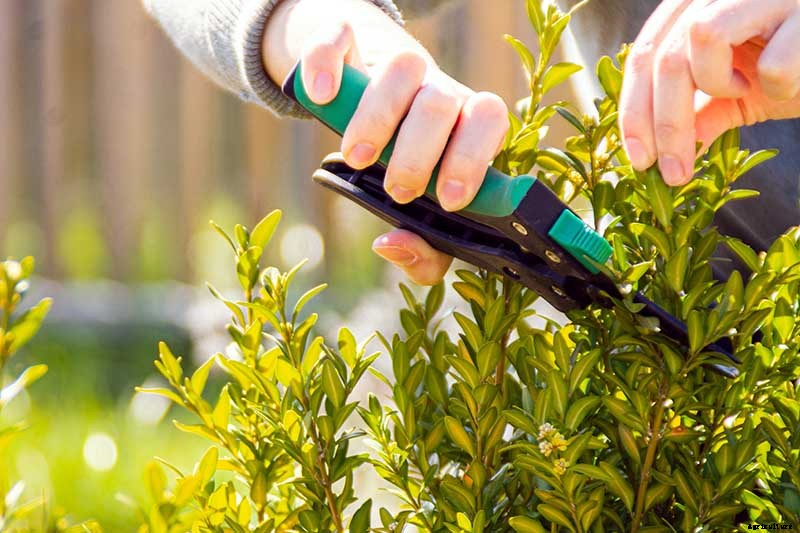 How to Grow and Care for Boxwood Shrubs