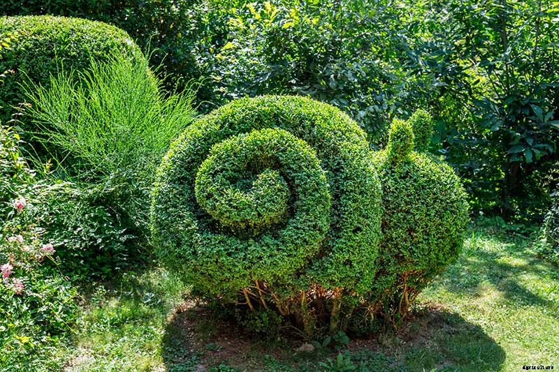 How to Grow and Care for Boxwood Shrubs