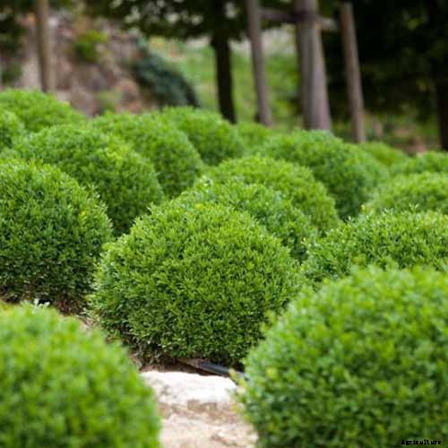 How to Grow and Care for Boxwood Shrubs