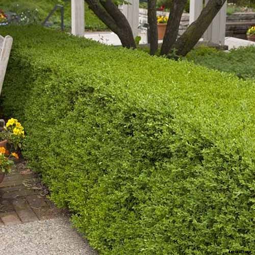 How to Grow and Care for Boxwood Shrubs