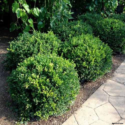 How to Grow and Care for Boxwood Shrubs