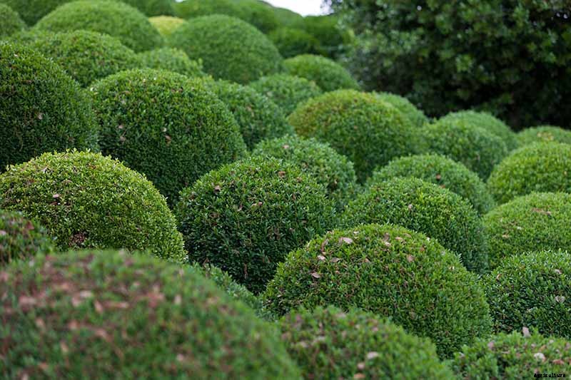 How to Grow and Care for Boxwood Shrubs