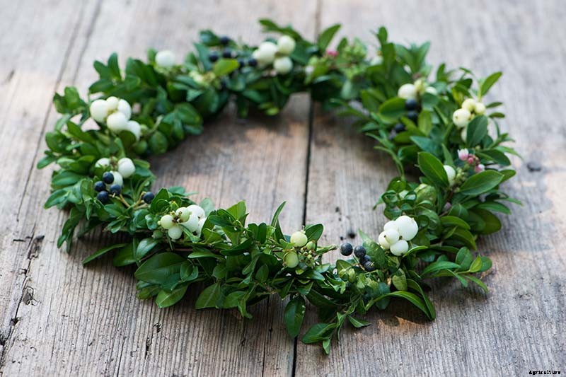 How to Grow and Care for Boxwood Shrubs