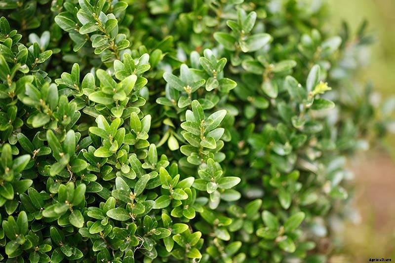 How to Grow and Care for Boxwood Shrubs