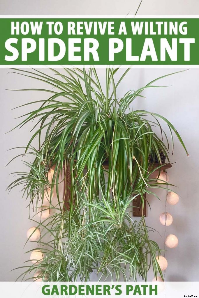 How to Revive a Wilting Spider Plant