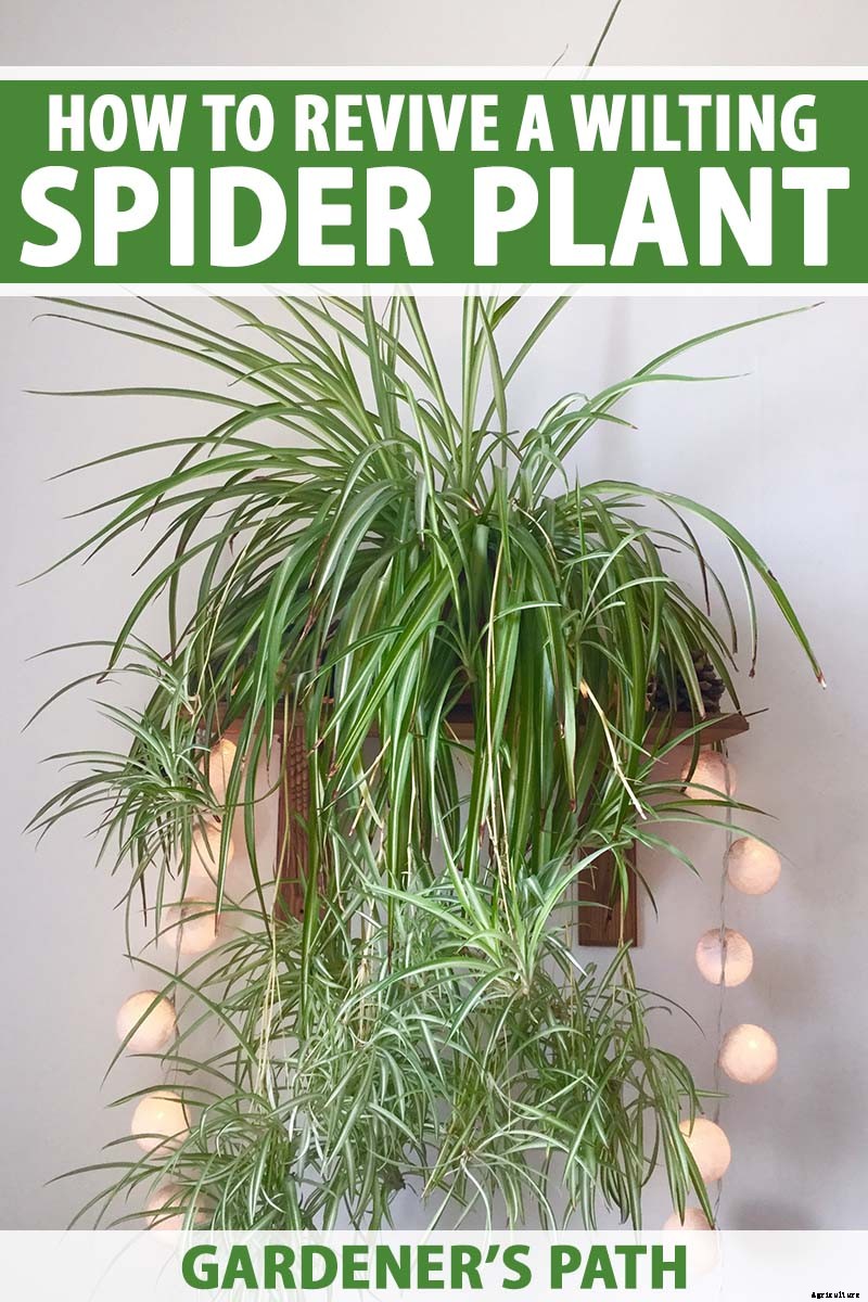 How to Revive a Wilting Spider Plant